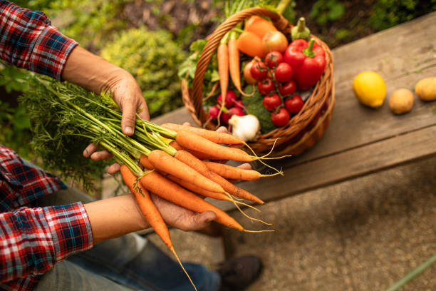 istock Freshly picked vegetables from the garden. 1719072671