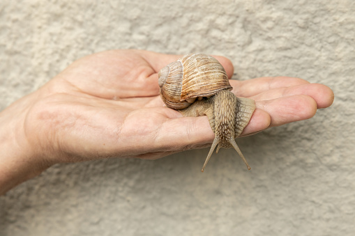 snail shell macro closeup view