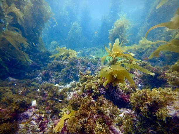 California Kelp Forest California Kelp Forest, Channel Islands, Catalina, Pacific Ocean, Underwater Environment, Scuba Diving anacapa island stock pictures, royalty-free photos & images