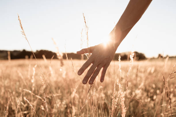 istock Senior woman's hand touching grass in the countryside. 1719076412