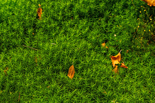 fresh green moss carpet with brown leafs