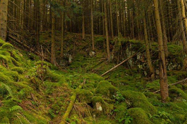 mystic moss covered woodland in the thuringian forest near Ilmenau