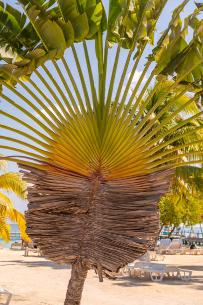 istock Beautiful landscape of the Belize Island 1719081441