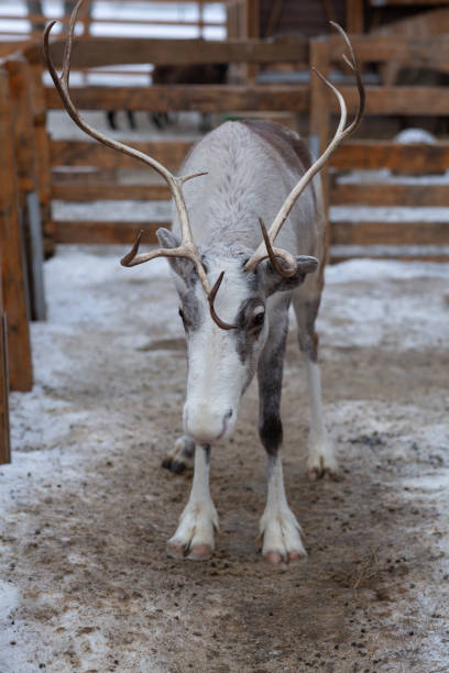 istock Reindeer in a pen for animals in the reserve 1719082033