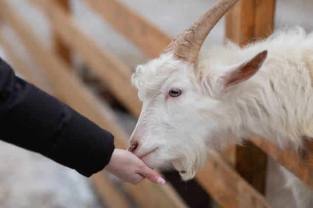 istock A young woman treats a white goat with a carrot 1719082557