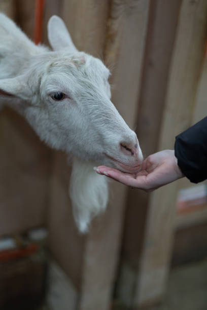 istock A young woman treats a white sheep with a carrot 1719082571
