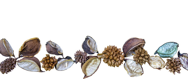 some dried flowers on a transparent background