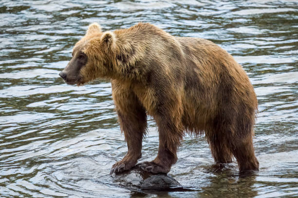 istock Male Brown Bear 907 standing in Brooks River, Alaska 1719085314