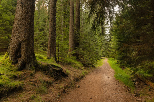 istock hiking trail in the thuringian forest 1719086948