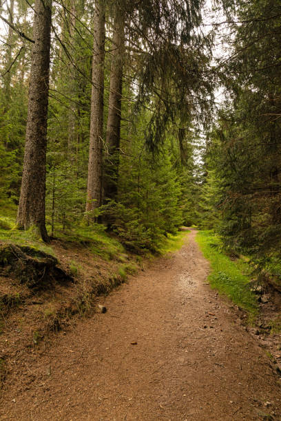 istock hiking trail in the thuringian forest 1719086949