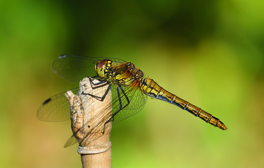 Female Common Darter Dragonfly perched on cane.