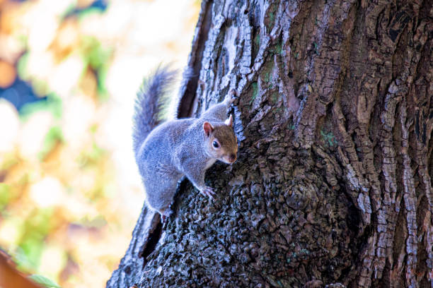 istock Grey Squirrel (Sciurus carolinensis) in National Botanic Gardens, Dublin, Ireland 1719102077