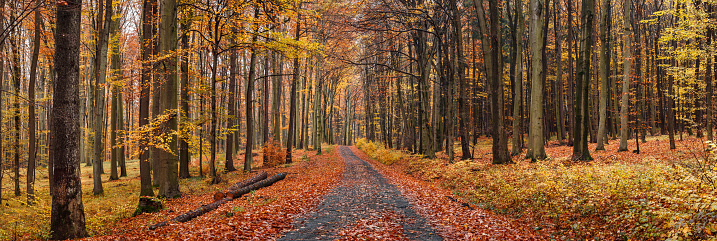 Country road in autumn forest. Path in colorful deciduous woodland. Panoramic view. Fall season