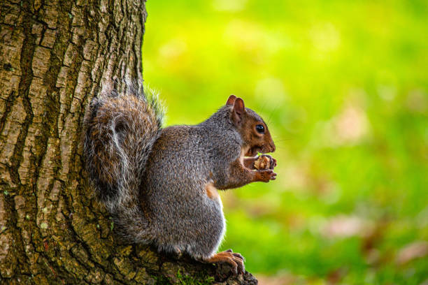 istock Grey Squirrel (Sciurus carolinensis) in National Botanic Gardens, Dublin, Ireland 1719103386