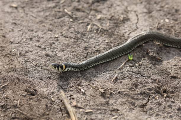istock The snake is crawling on the ground 1719124780