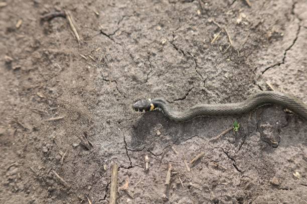istock The snake is crawling on the ground 1719124782