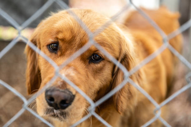 istock Cute dog looks sad.. Locked in a cage. 1719140939