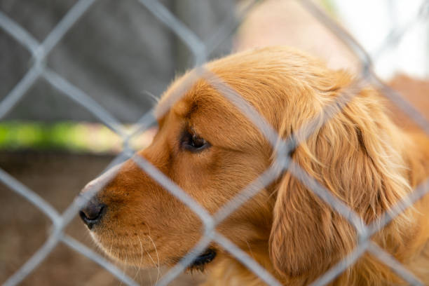 istock Cute dog looks sad.. Locked in a cage. 1719141448