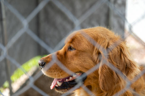 istock Cute dog looks sad.. Locked in a cage. 1719141466