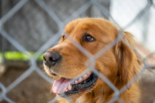 istock Cute dog looks sad.. Locked in a cage. 1719141467