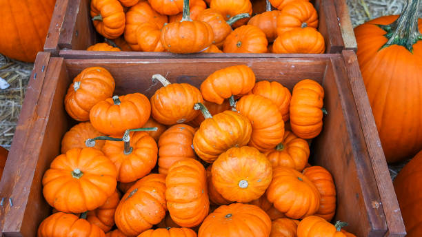 istock Small orange pumpkins inside wooden box 1719168163