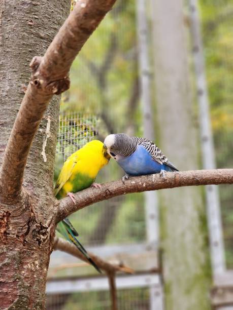 istock Budgies perched on a tree branch together, looking around their environment with curiosity 1719172005
