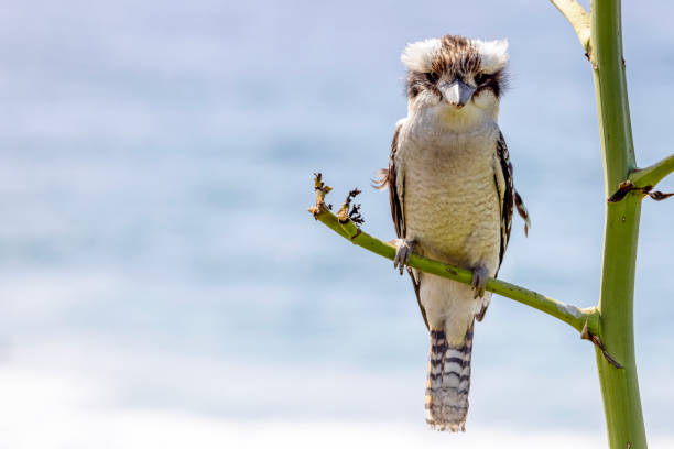 istock Kookaburra sitting on tree branch, front view, background with copy space 1719176311
