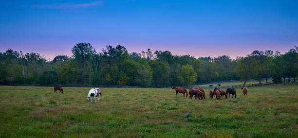 istock Group of horses grazing at evening in a open field. 1719177763