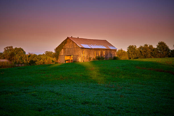 istock Tobacco hanging in a barn highlighted by the setting sun. 1719177895