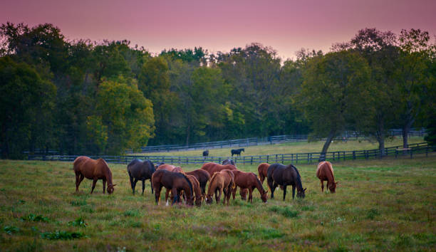 istock Group of horses grazing at evening in a open field. 1719177896