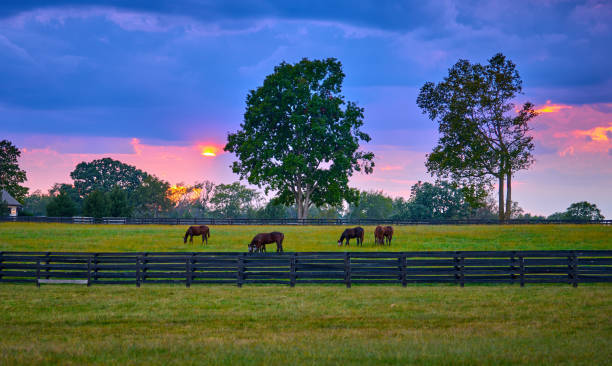 istock Group of horses grazing with setting sun in a field. 1719177929