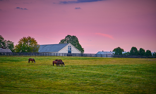 Horses grazing at dusk with horse barn in the background.