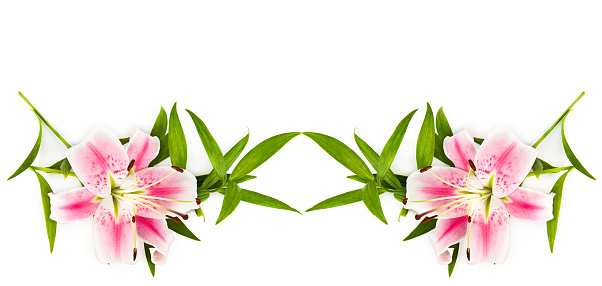 Two pink lily flowers isolated on a white background. Wide photo. Free space for text. Collage.