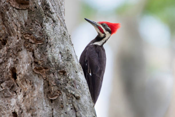 Pileated Woodpecker (Dryocopus pileatus) on tree at Circle B Bar Reserve, Florida, USA