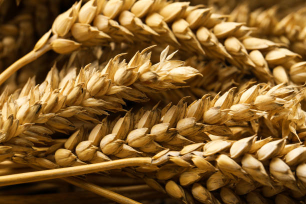 istock Dried ears of wheat as background, closeup 1719202756