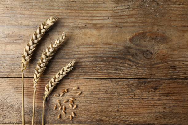 istock Ears of wheat on wooden table, flat lay. Space for text 1719203286