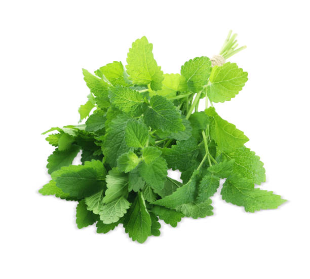 istock Bunch of fresh green lemon balm isolated on white 1719204956