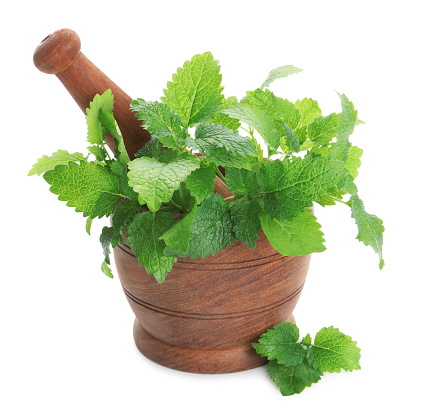 Wooden mortar with pestle and fresh green lemon balm leaves isolated on white
