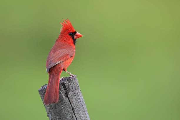 istock Northern Cardinal (Cardinalis cardinalis) male on pole, Florida, USA 1719209250