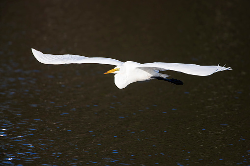 Great egret (Ardea alba) flying, Stick Marsh, Florida, USA