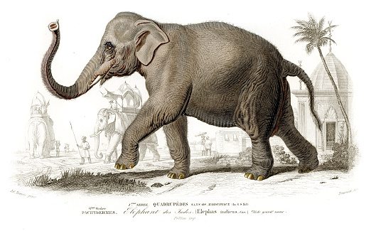 Indian Elephant - Dictionnaire d'histoire by Charles d'Orbigny 1849