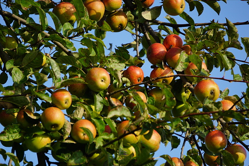An apple tree with apples on a blue sky background. Apples on an apple tree. Ripe apples on a tree. Apples are ready to be harvested. Wild apple tree.