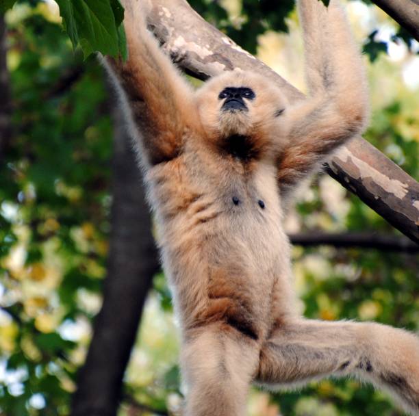 istock White Cheeked Gibbon Swinging 1719215325