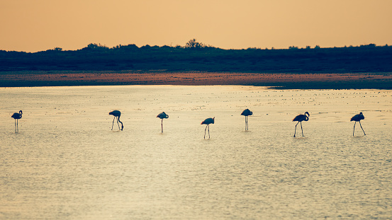 Group of flamingo birds at sunset in the Camargue, Gard, France. Biosphere reserve. Flamingos clean feathers. The fauna and flora of nature.