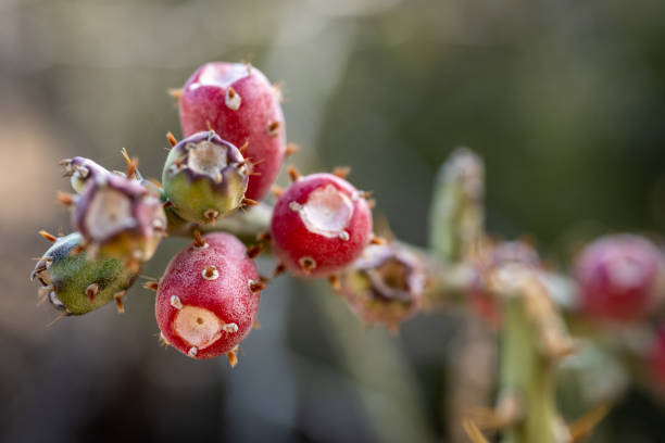 istock Fine Glochids On Christmas Cholla Fruit In Big Bend 1719235107