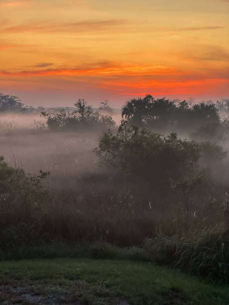 istock Fog Hangs In The Trees At Sunrise In Everglades 1719235656
