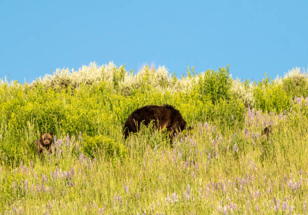 ハイイログマの子は、ママと兄弟が放牧を続けている間、見上げます - montana mountain lupine meadow ストックフォトと画像