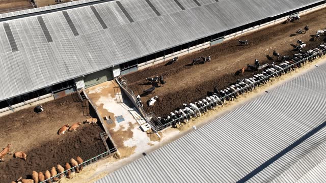 Cattle Farm and Factory Aerial View