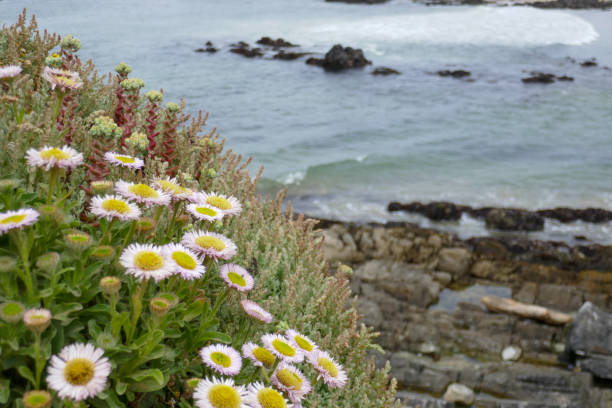 istock Montara State Beach, California, USA 1719252435