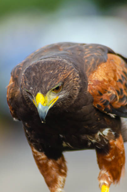 istock Portrait of a harris hawk, Parabuteo Unicinctus 1719259035
